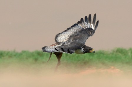 Buse augure - Buteo augur - Augur Buzzard