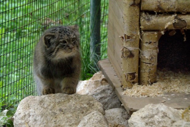 Manul. Chat de Pallas