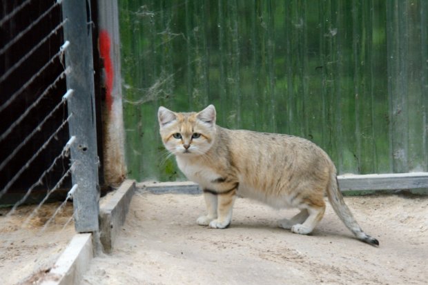 Chat des sables