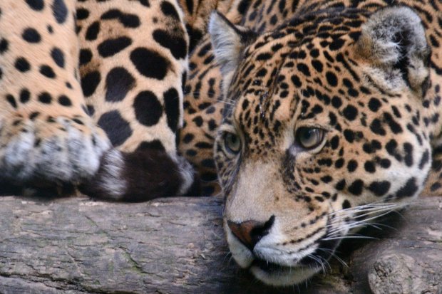 Jaguar