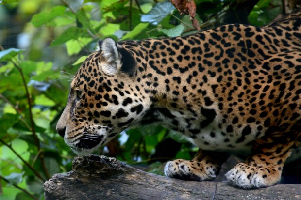 Jaguar