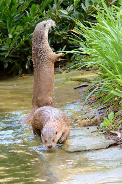 Loutre d'Europe