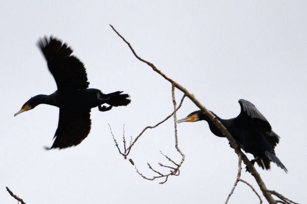 Grand cormoran