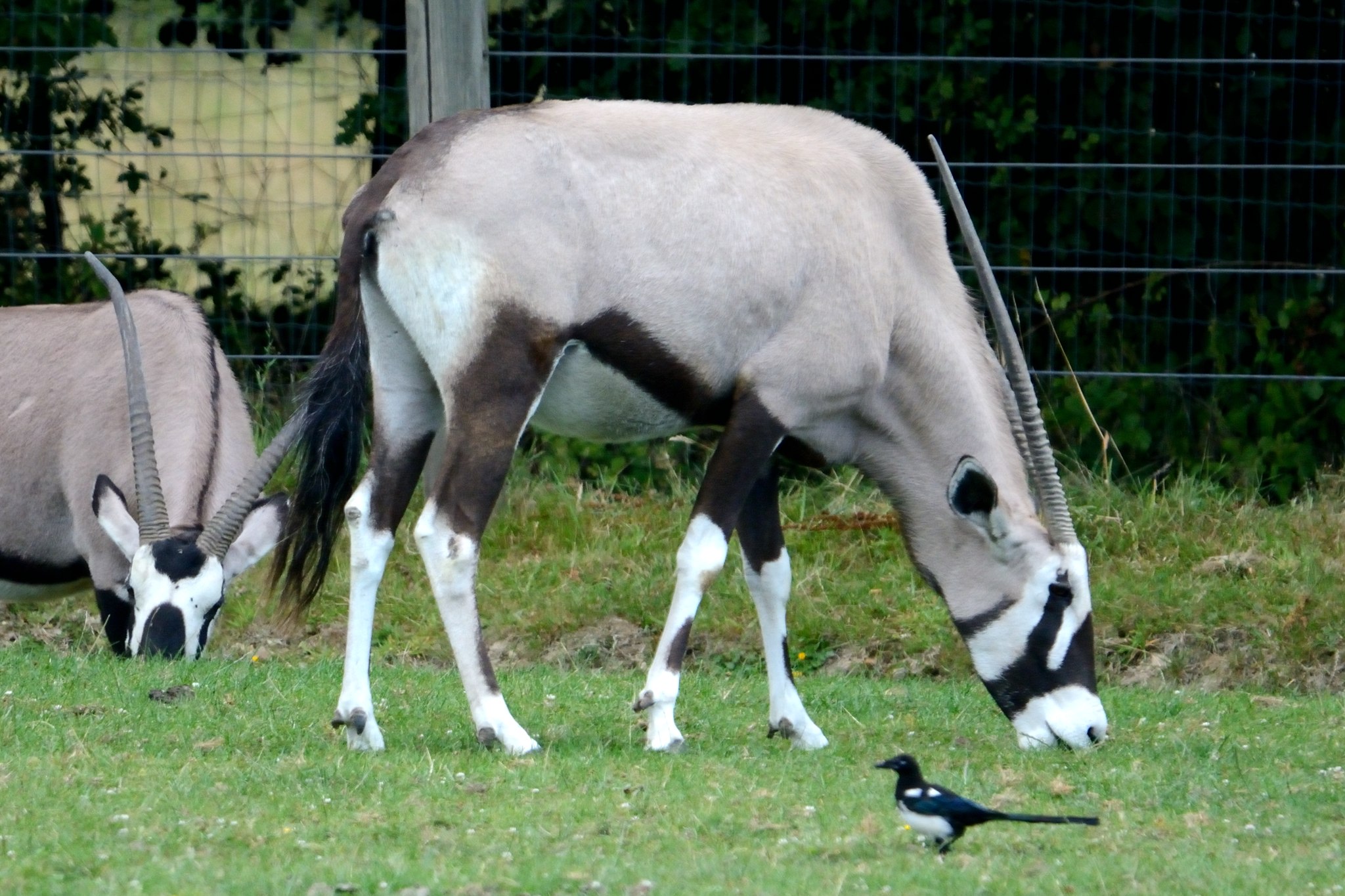Gemsbok - Oryx gazelle