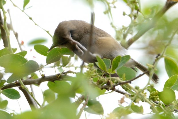 Oiseau blanc