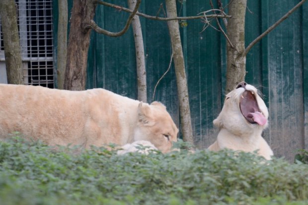Lion blanc 