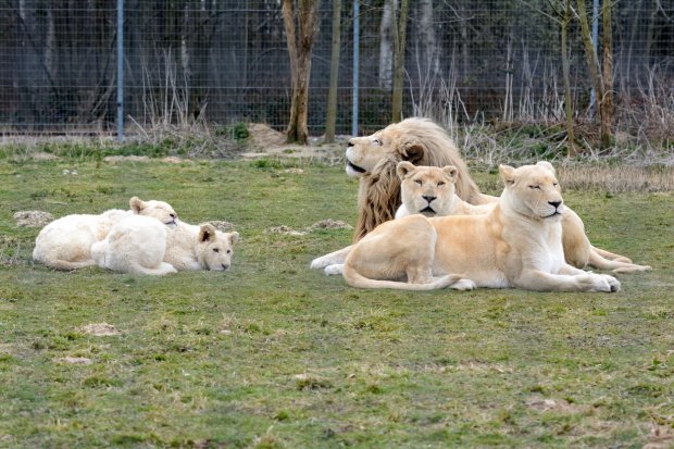 Lions blancs du Kruger