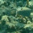 Poisson-coffre pintade - Ostracion meleagris