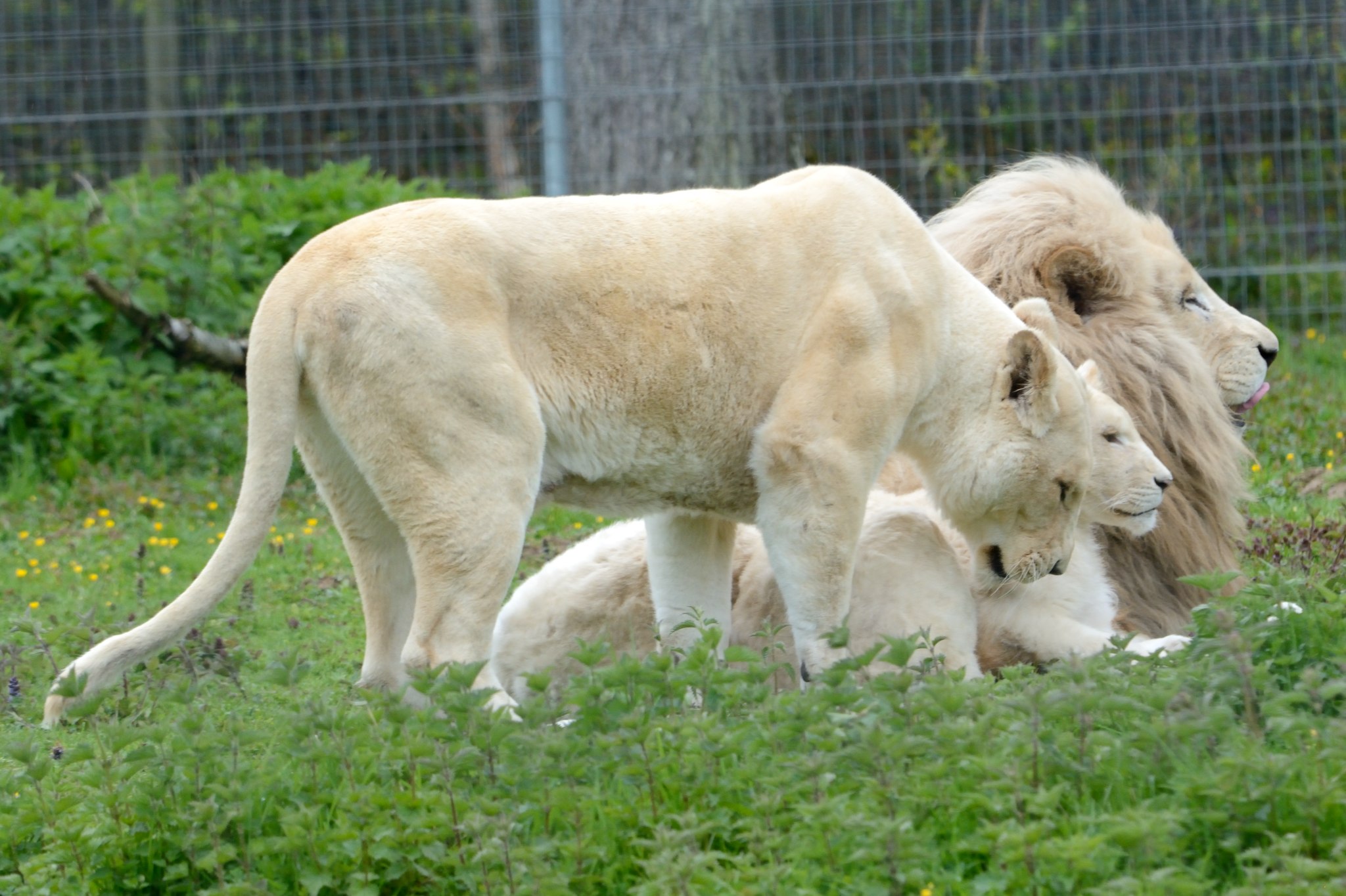 Lions blancs du Kruger