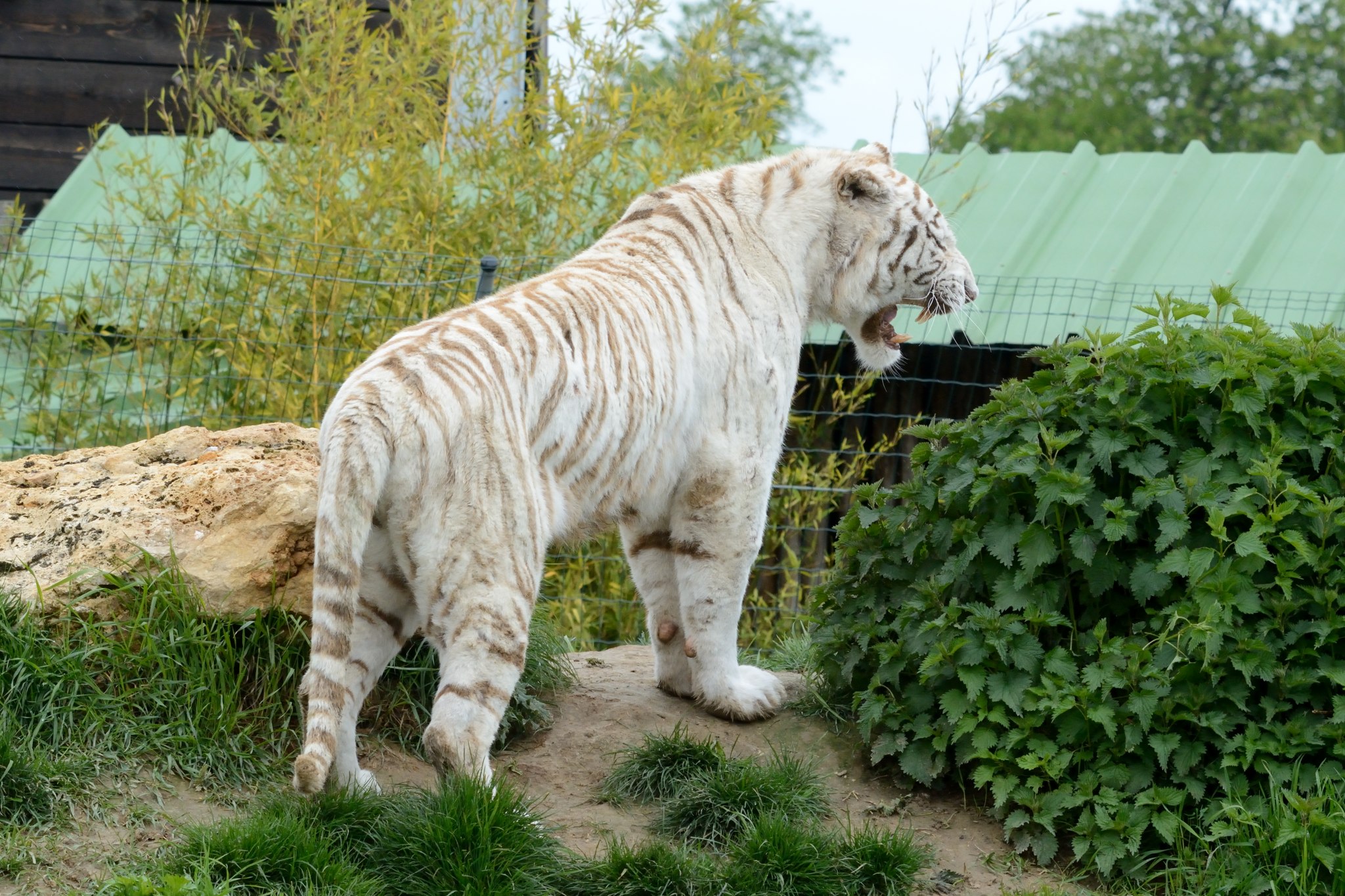 Tigre blanc
