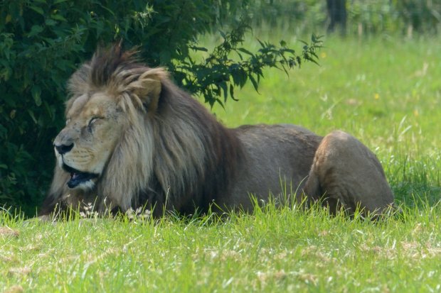 Lion d'Angola