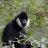 Gibbon à favoris blanc du nord
