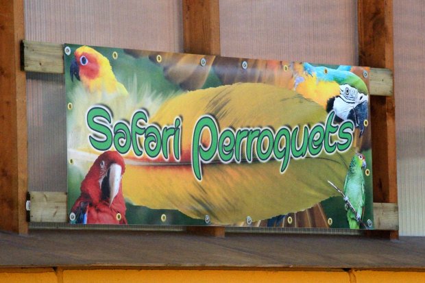 Safari Perroquets