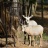 Oryx d'Arabie