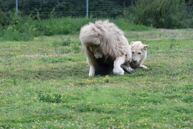 Lion blanc