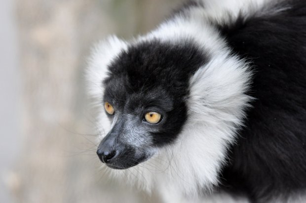 Lémur vari noir et blanc