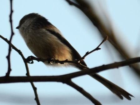 DSC_3465a.jpg