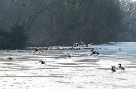 DSC_4115a.jpg