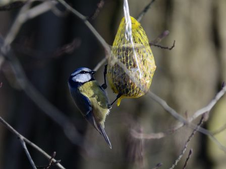 DSC_4133a.jpg