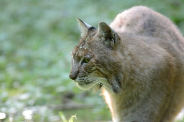 Lynx Roux