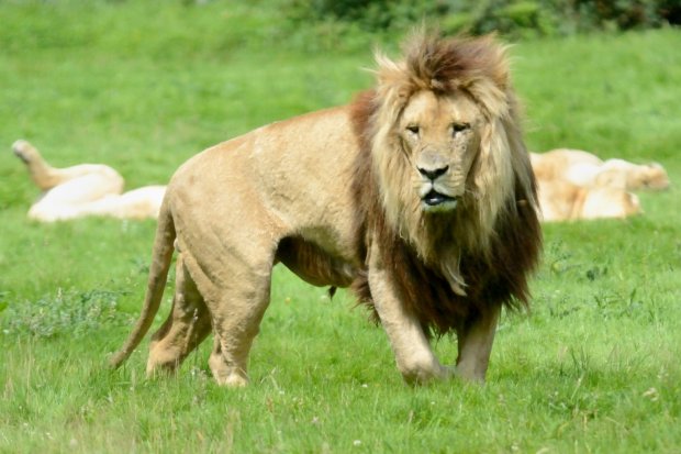 Lion d Angola