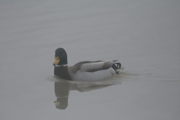 Canard colvert