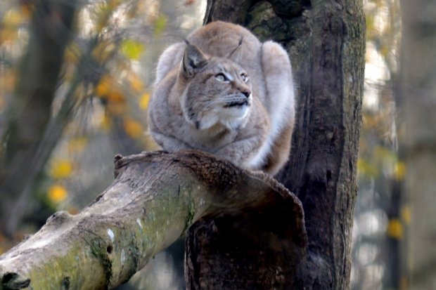Lynx d'Europe du Nord