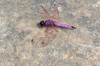 Libellule purpurine - Trithemis annulata haematina