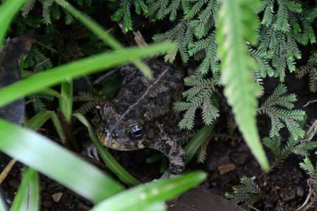 Grenouille - Ptychadena mascareniensis