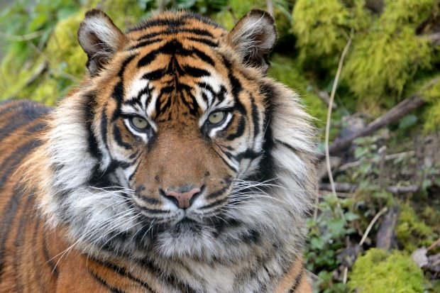Banda - Tigre de Sumatra