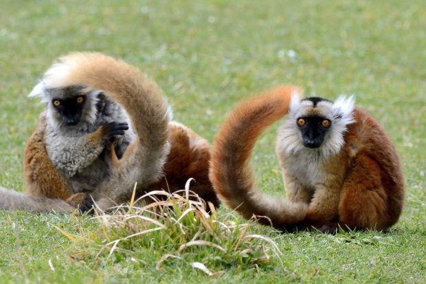 Femelles Lémurs macaco