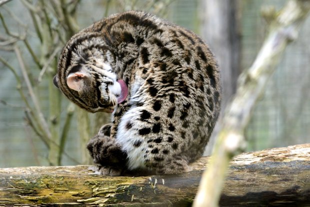 Chat léopard du Bengale