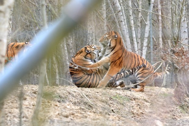 Tigres de Sibérie