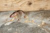 Musaraigne (Suncus murinus - Asian house shrew)
