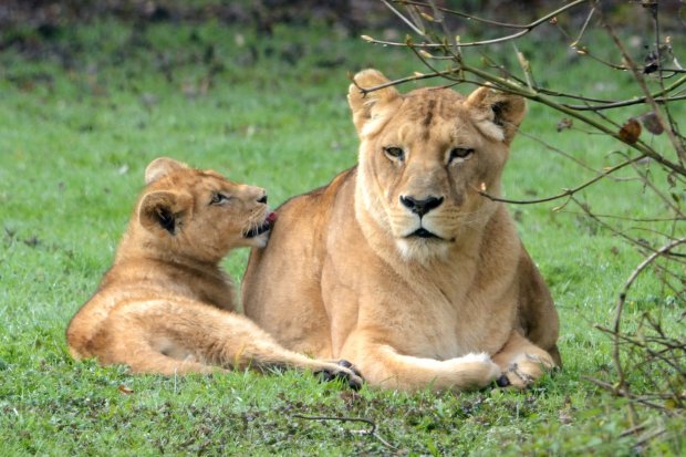 Lions d'Afrique de l'ouest