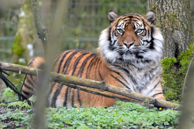 Tigre de Sumatra - Banda