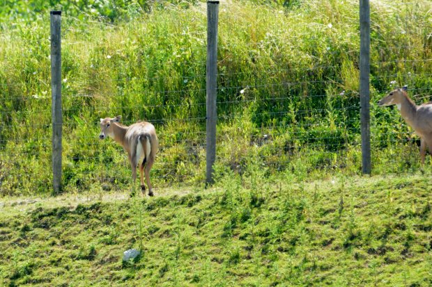 Antilope Nilgaut - Boselaphus tragocamelus - Nilgai