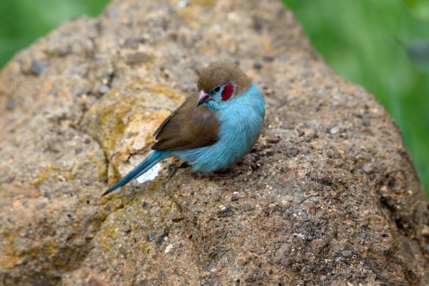 Cordonbleu à joues rouges