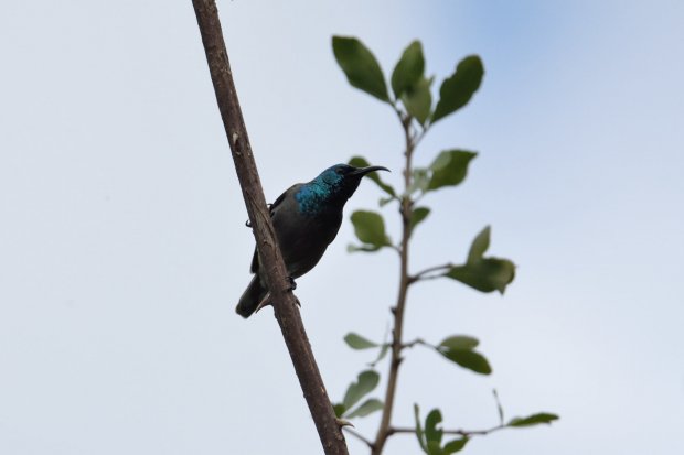 DSG_5999.JPG