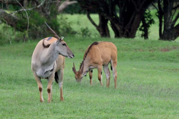 Eland du Cap
