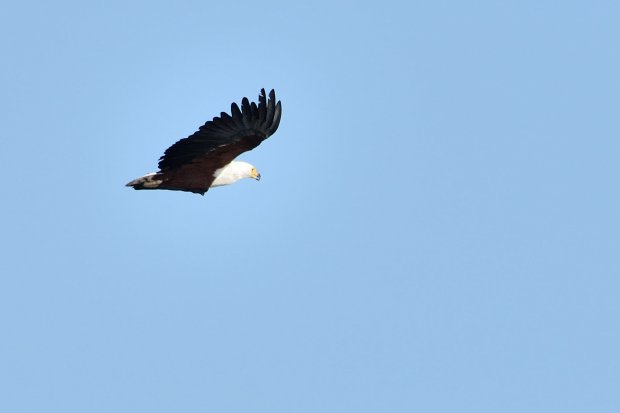 Pygargue vocifère - Haliaeetus vocifer - African Fish Eagle