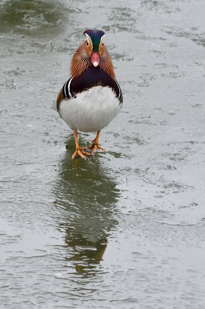 Canard mandarin