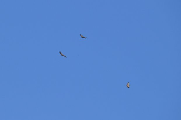 DSC_0479.JPG
