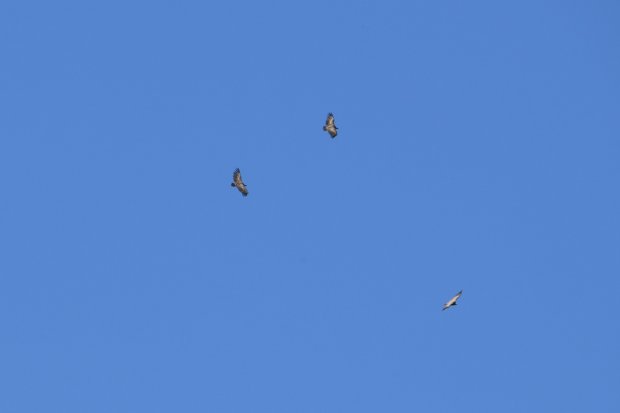 DSC_0481.JPG
