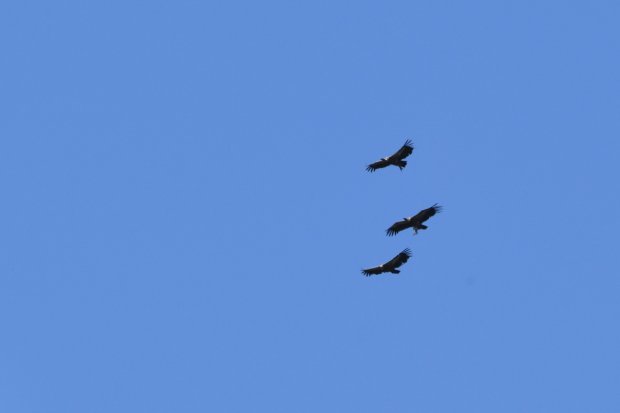 DSC_0489.JPG