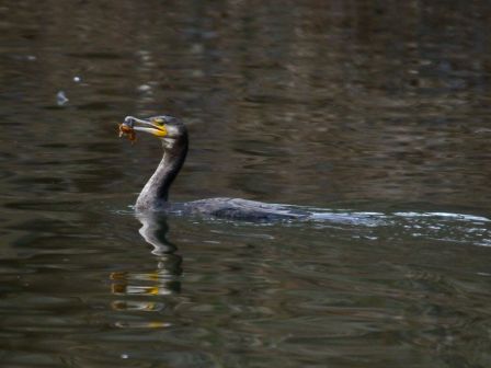 DSC_4429a.jpg