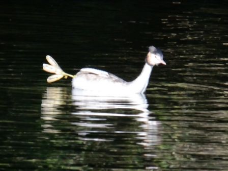 DSC_2322a.jpg
