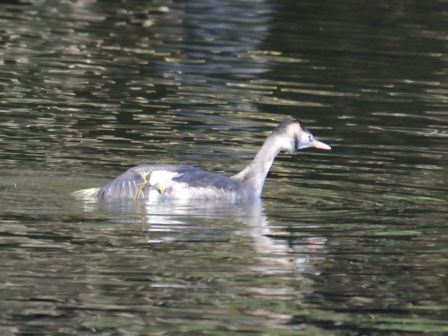 DSC_2327a.jpg