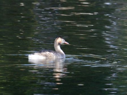 DSC_2337a.jpg